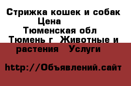 Стрижка кошек и собак › Цена ­ 1 000 - Тюменская обл., Тюмень г. Животные и растения » Услуги   